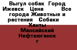 Выгул собак. Город Ижевск › Цена ­ 150 - Все города Животные и растения » Собаки   . Ханты-Мансийский,Нефтеюганск г.